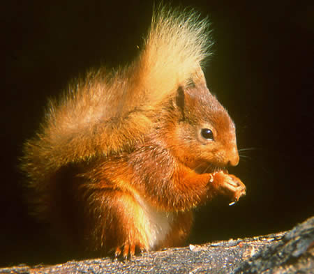 squirrel.jpg